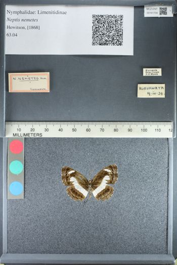 Media type: image;   Entomology 161704